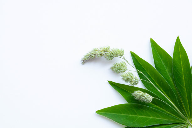 白色背景上的绿叶图片下载