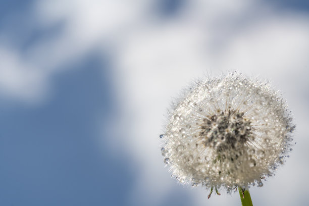 蒲公英种子头图片下载