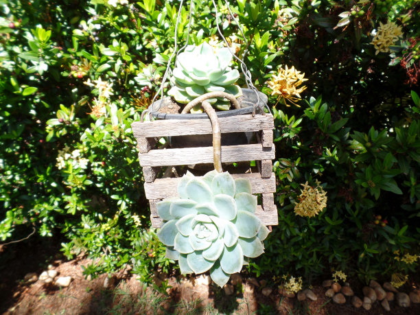 肉质植物图片下载