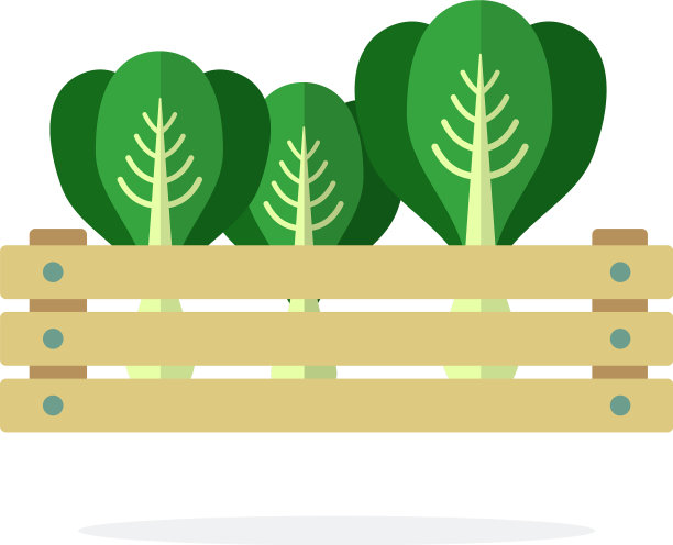 卷心菜在一个木盒中扁平孤立图片下载