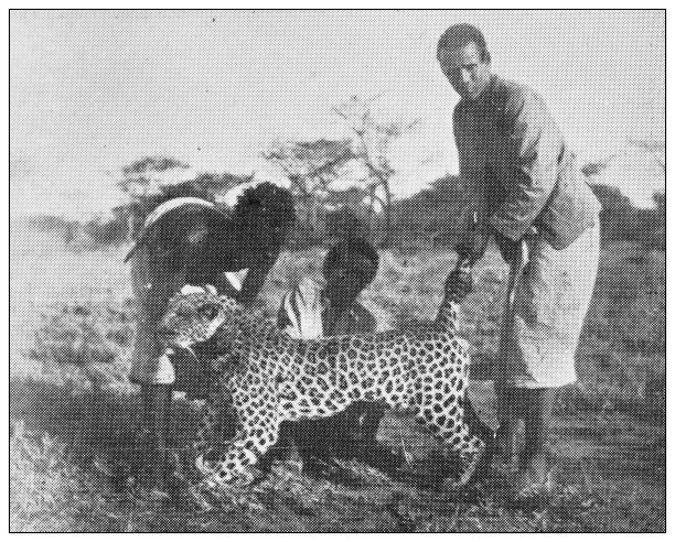 古董黑白照片的运动，运动员和休闲活动在19世纪:大猎物狩猎在非洲，豹图片下载