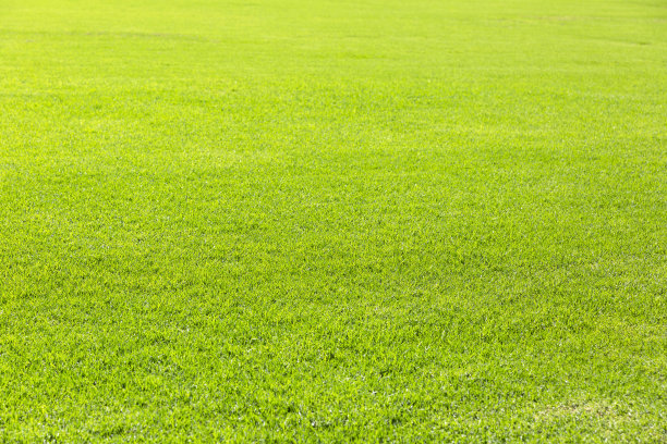 草地，美丽的自然背景与复制空间图片下载