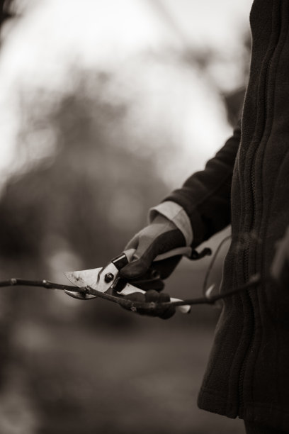 在花园中手持锋利的割草机修剪树枝的女人的侧视图图片下载