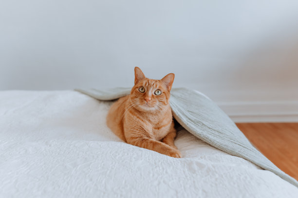 姜猫躺在床上图片下载