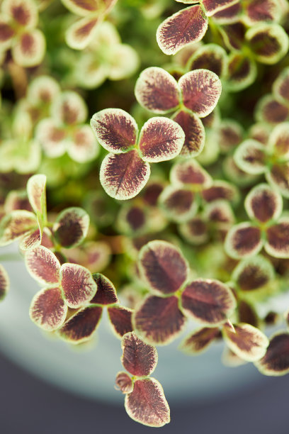 现代城市花园的各种照片，详细的花和花园家具的图片图片下载