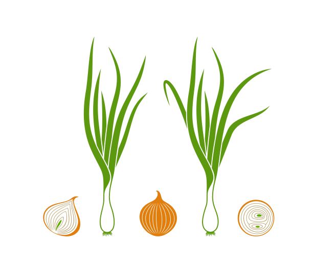 洋葱的标志。白色背景上孤立的洋葱图片下载