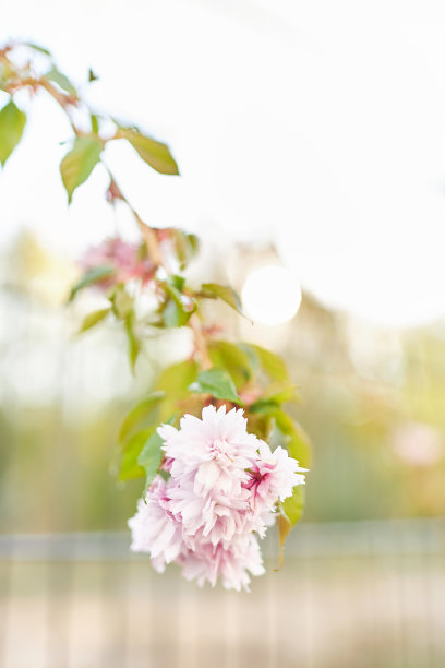 现代城市花园的各种照片，详细的花和花园家具的图片图片下载