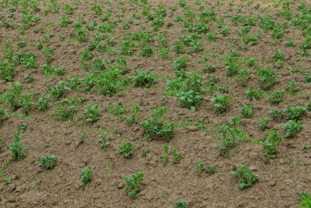 褐色灰色的泥土中成排的绿色土豆图片下载