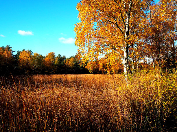 秋天在瑞典图片下载
