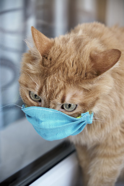 戴着防护面具的红猫。新型冠状病毒肺炎新型冠状病毒防护口罩。图片下载