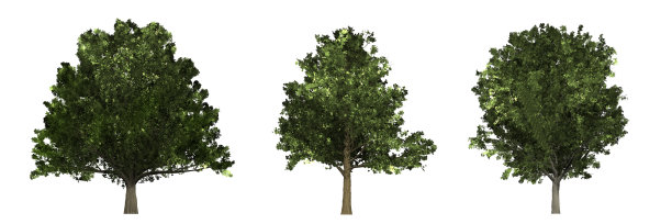 树木收集与橡树(栎属)，枫(槭属)和白蜡树(白蜡)。孤立在白色背景上。图片下载