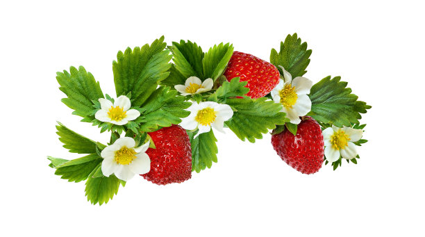 草莓摆着花、浆果和叶子图片下载