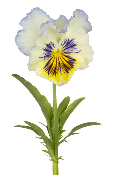 花孤立图片下载