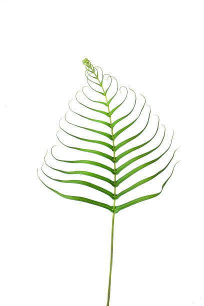 蕨叶孤立的白色背景与修剪路径。高清图像和大分辨率。可以用作墙纸吗图片下载