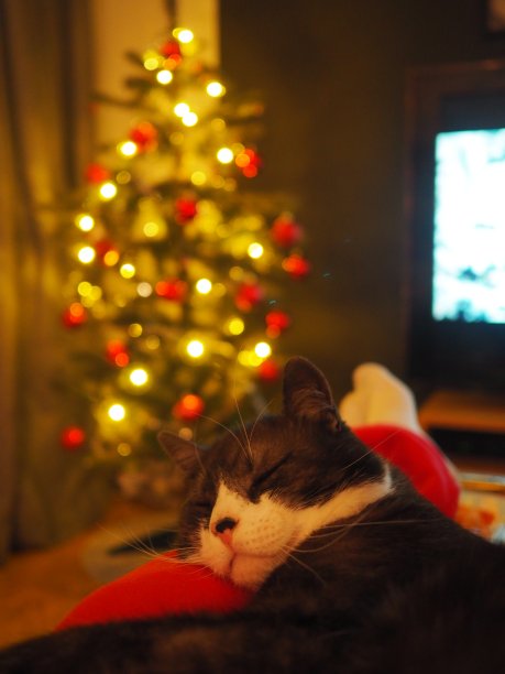 猫和圣诞树图片下载