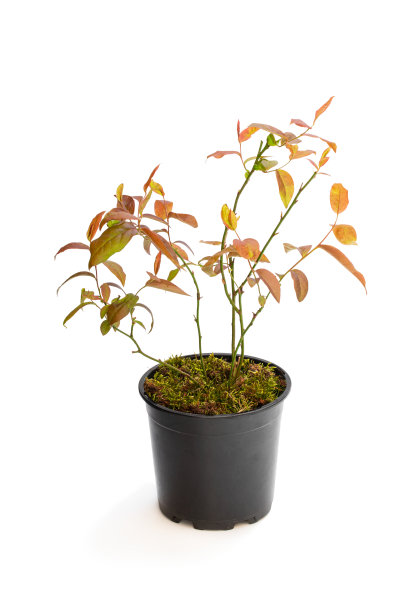 小蓝莓植株在花盆上孤立一株白色图片下载