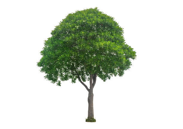 树木绿叶自然在白色的背景裁剪路径图片下载