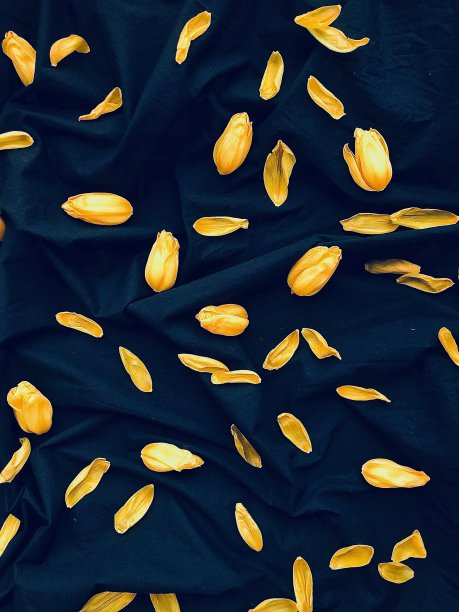 迷失在郁金香之谷图片下载