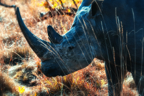 白犀牛肖像(Ceratotherium simum)图片下载