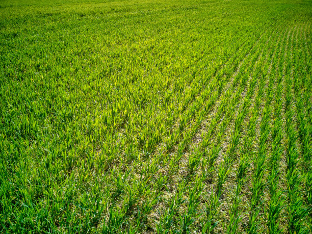 在阳光明媚的春日的干燥土壤污垢背景上，孤立的对称行发芽的年轻农业小麦作物图片下载