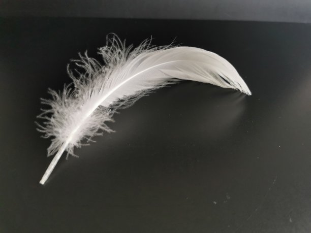 白羽毛图片下载