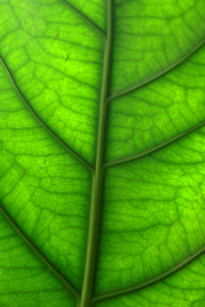 叶面图案图片下载