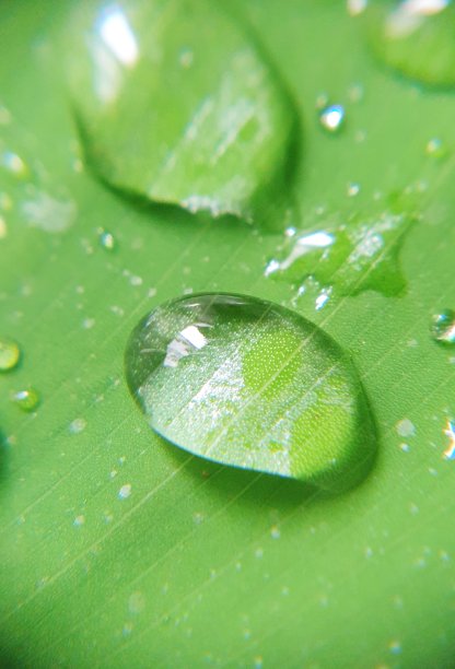 叶子上的水滴图片下载