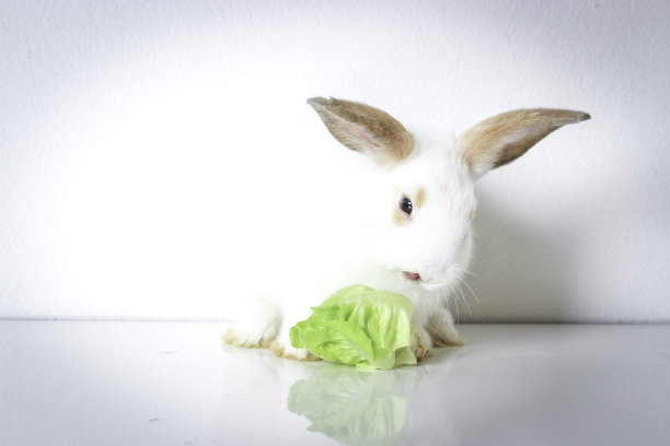 一只可爱的白色背景上长着棕色耳朵的小白兔，可爱的小兔子宠物吃着美味的绿色蔬菜，素食动物图片下载