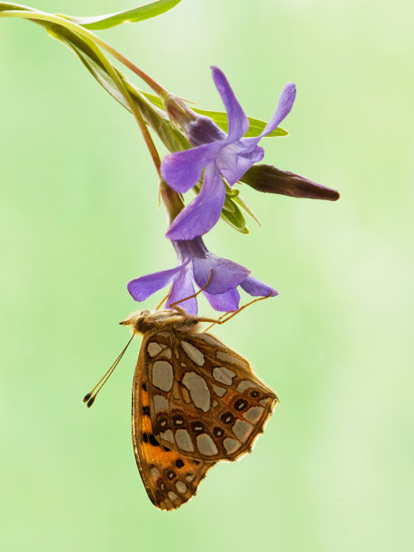 а蝴蝶Issoria lathonia在田野花在一个夏天的一天在森林林间空地图片下载