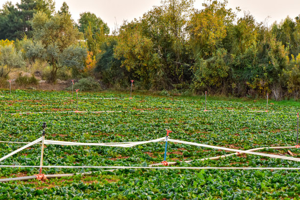 有农业和灌溉系统的菜园图片下载