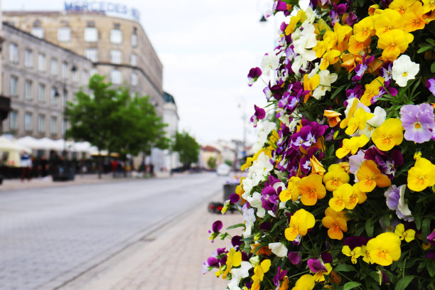 三色堇盛开的城市街道花坛为城市增添了色彩图片下载