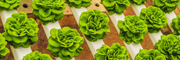 新鲜的莴苣叶，特写。生菜沙拉植物，水培蔬菜叶片。有机食品，农业和水培概念旗帜，长格式图片下载