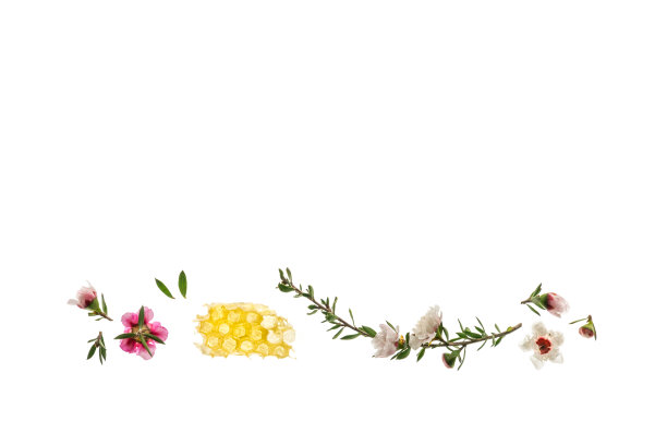 白色和粉红色的麦卢卡花与纯麦卢卡蜂蜜孤立在白色背景图片下载