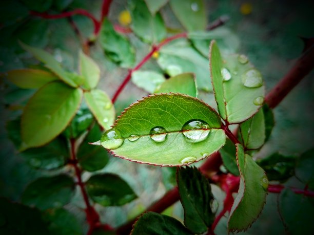 玫瑰绿叶上的水珠图片下载