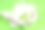 绿色背景的卷心菜和小胡瓜的网袋图片下载