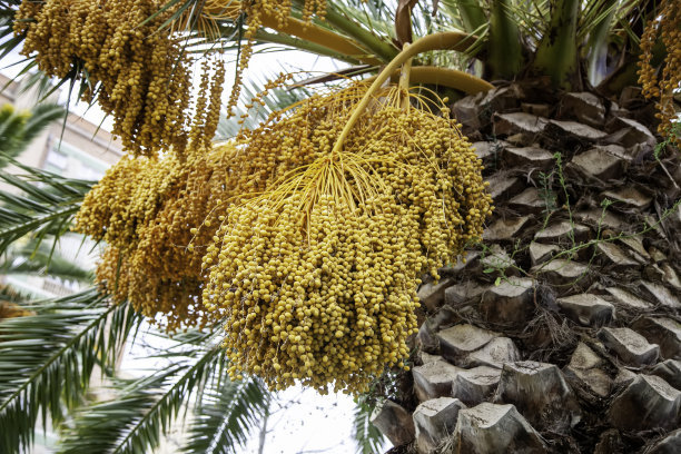 结满果实的棕榈树图片下载