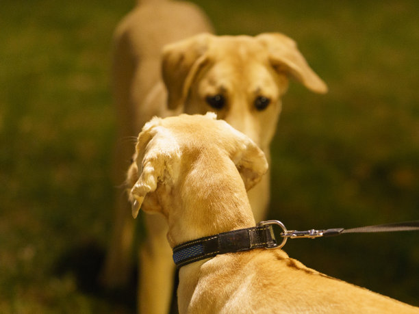 狗散步。宠物在户外。图片下载