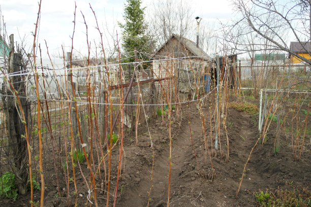覆盆子种植园图片下载