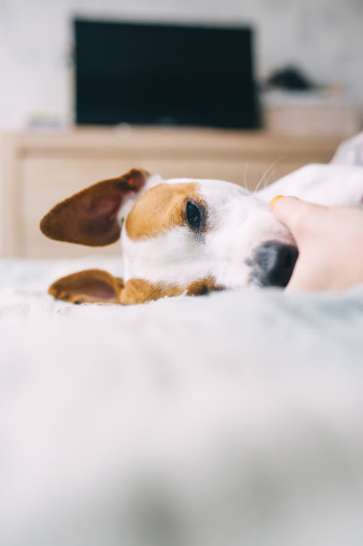 一张可爱的小狗躺在沙发上睡觉的照片图片下载