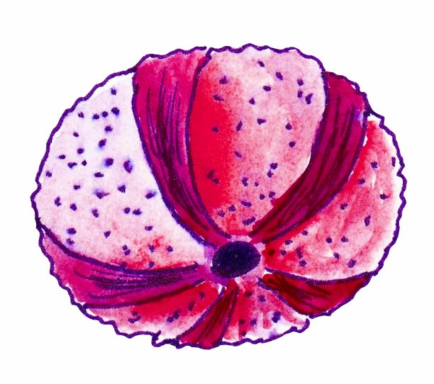 亮粉色的圆壳。彩色水彩插图上的白色背景。图片下载