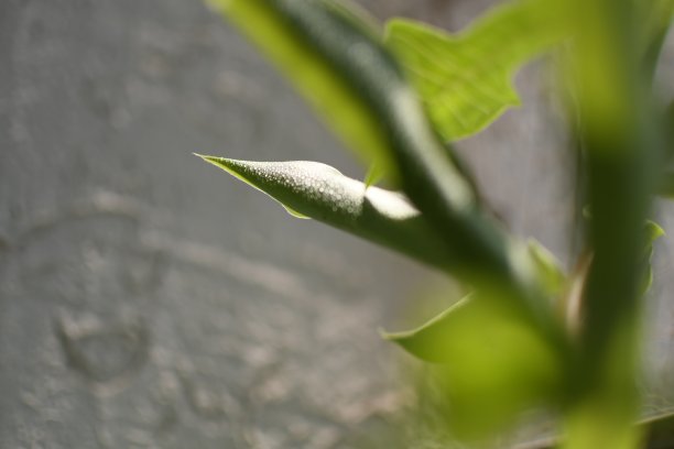 天然绿色宏观背景图片下载