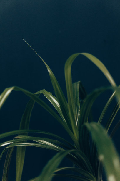 蓝色背景下的家栽植物的细长叶子图片下载