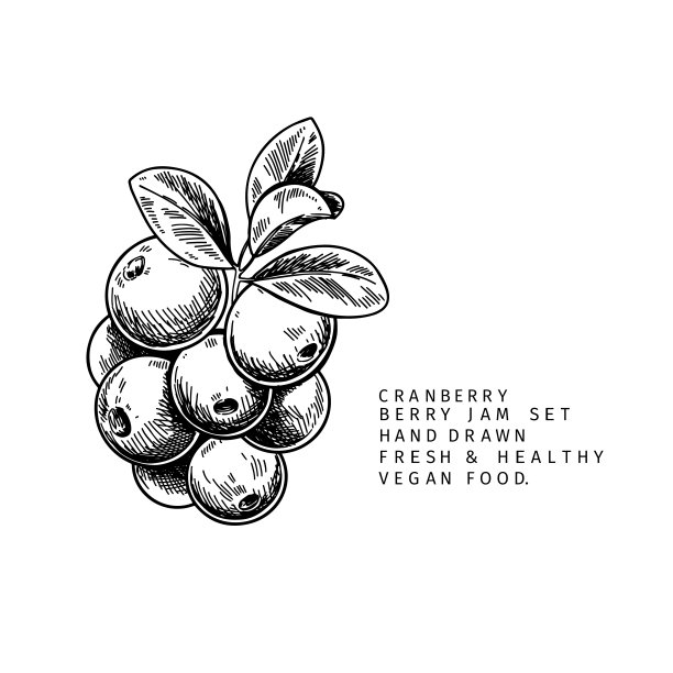 手画蔓越莓的枝叶和浆果。刻矢量插图。越橘、蓝莓等野生植物。夏收，果酱或mamalade素食成分。菜单，包装，化妆品和食品设计。图片下载