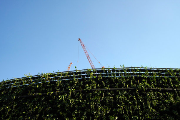 建筑起重机出现在绿色植物的墙上。蓝色的天空背景。图片下载