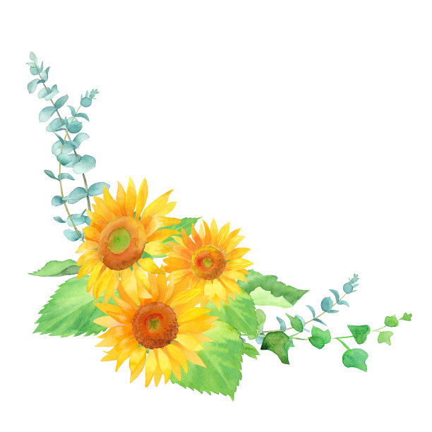 向日葵和绿叶排列装饰，水彩画插图图片下载