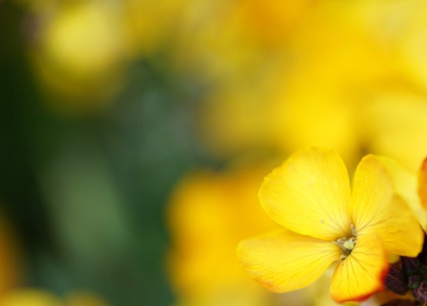 黄色和绿色背景图片下载