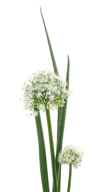 有绿叶的花洋葱。图片下载