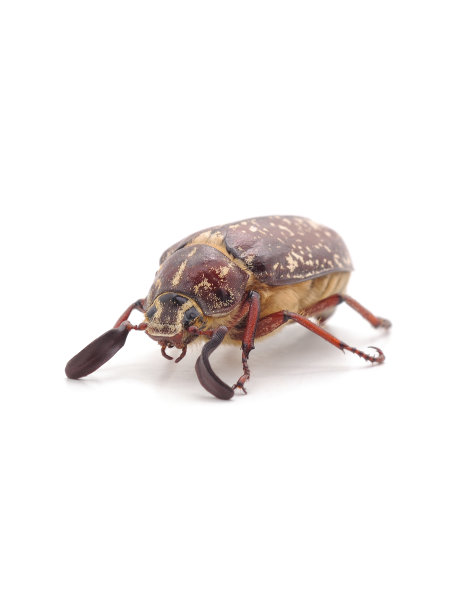 带白色斑点的棕色甲虫。图片下载