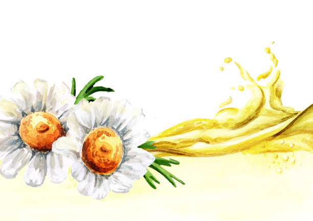 洋甘菊花和精油波，手绘水彩插图孤立在白色背景图片下载