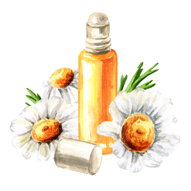 洋甘菊花和精油，手绘水彩插图，孤立在白色背景图片下载